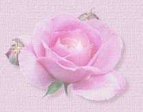 God’s Fragrant Rose